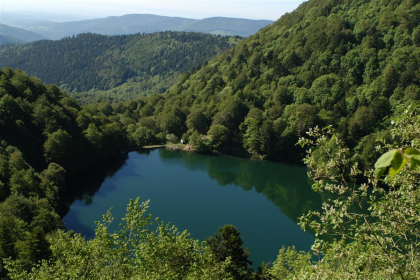 Carpe au lac d'Alfeld